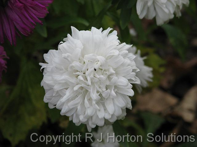 Aster White